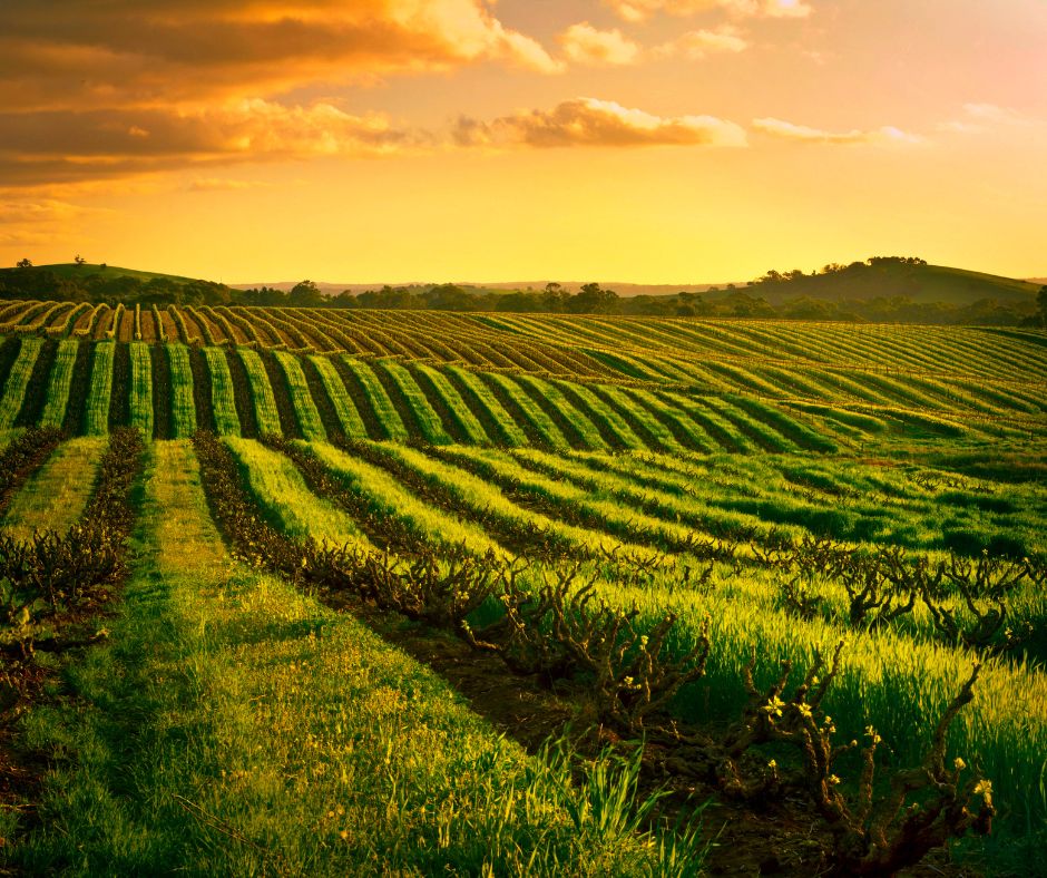 Barossa Valley SA